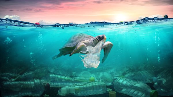 sea turtles