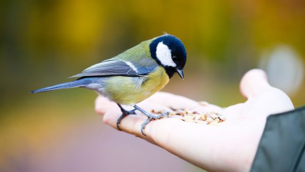 feeding birds