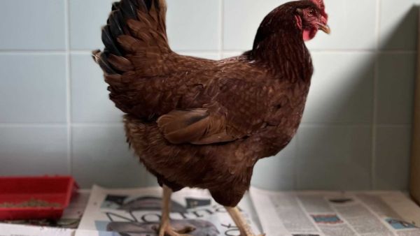 دجاجة البنتاغون