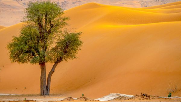 صحراء الفجيرة