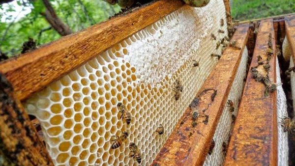 كشف سبب ظاهرة اختفاء النحل في المغرب