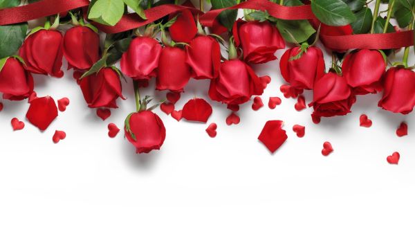 7 أنواع من الورود المفضلة في عيد الحب