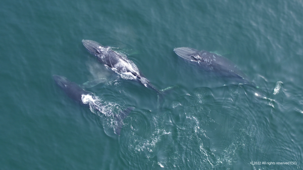 The Arabian Sea humpback whale is one of one of 20 species of marine mammals found in Oman’s waters. Environment Society Of Oman Renews Commitment To Protecting The Arabian Sea Humpback Whale