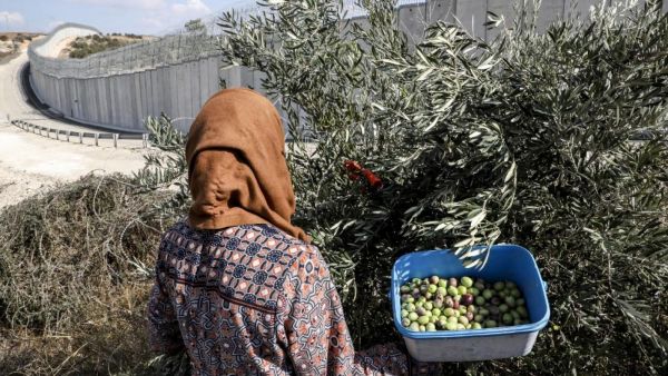 The Palestinian Olives harvest 