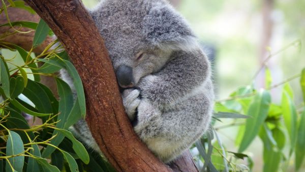 the Australian government placed koalas on the list for endangered species