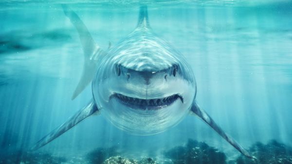 shark attack