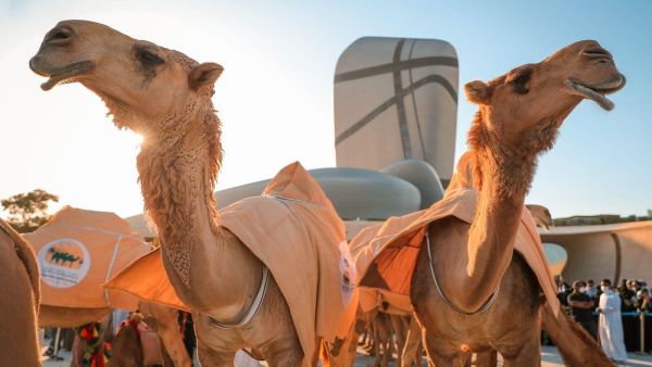 الإبل في السعودية 