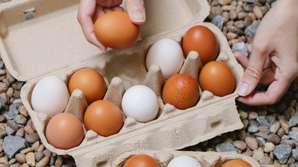 طبيب البوابة: البيض البني أم الأبيض لخسارة الوزن