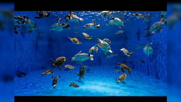 In 2021, EAD & TNA rescued, rehabilitated and released over 200 turtles into the Arabian Gulf. Since the start of 2022, The Environment Agency – Abu Dhabi has rescued over 250 turtles with the support of The National Aquarium