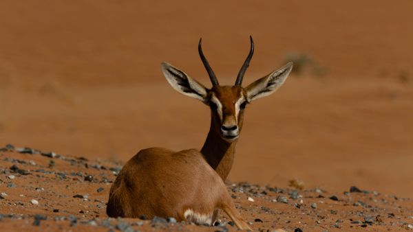 في اليوم العالمي للحياة البرية: طيران الإمارات ومحمية دبي الصحراوية تواصلان جهودهما لاستعادة النظم البيئية الصحراوية الهشة والحفاظ عليها