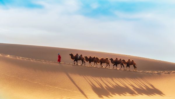 Humans may have eaten the last giant Mongolian camels 27,000 years ago