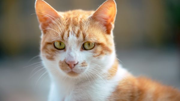 Missing cat