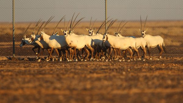 المها أحد أندر الأنواع البرية التي تعيش في الأردن