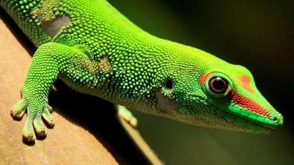 واحد من كل خمسة زواحف يواجه خطر الانقراض