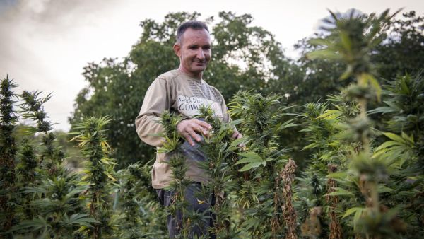 A villager stands in a field of cannabis near the town of Ketama in Morocco