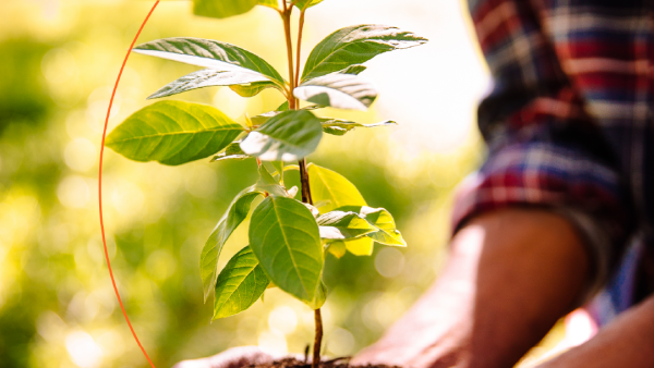 Priceless Planet Coalition expands forest restoration effort. Mastercard’s Priceless Planet Coalition Expands Forest Restoration Effort