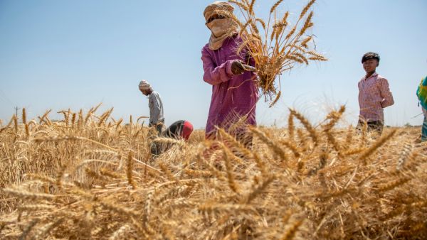US Aims to Convince India to Reconsider Wheat Exports Restrict Decision