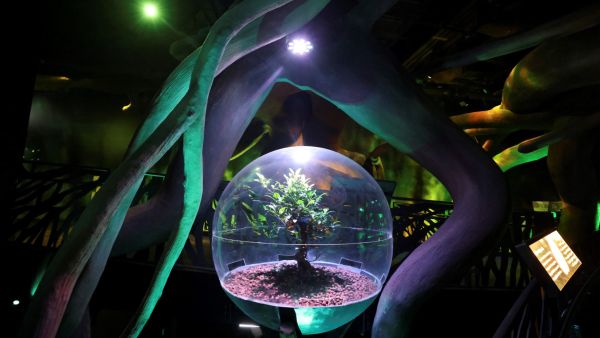 What Are Arab Countries Doing to Be Environment-Friendly?