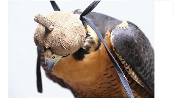 NYU Abu Dhabi Researchers Unlock Keys To Falcons’ Evolutionary Success, Offering New Clues About How Birds And Mammals Evolve