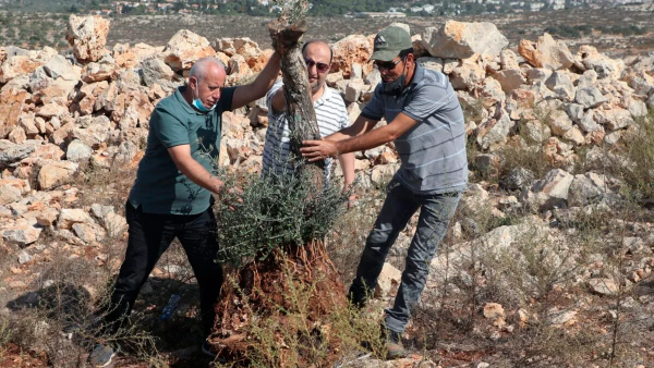 Jewish settlers uprooting olive trees 