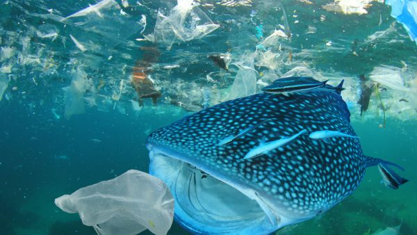 plastic pollution
