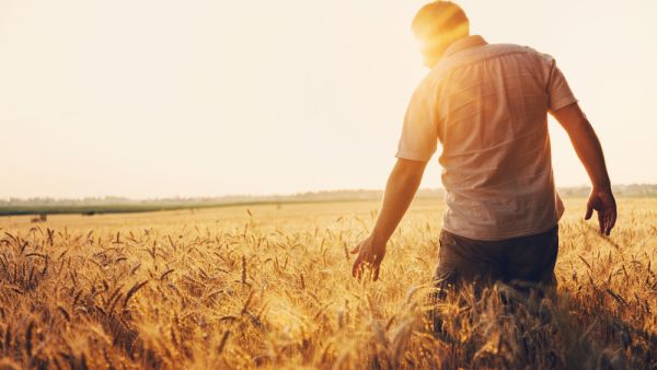 Lebanon: Wheat Farmers Reap Fields Amid Food Crisis