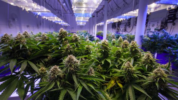 Top 10 Cannabis Companies by Market Cap