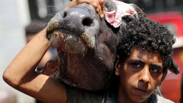 ملك جمال الأضاحي.. مبروك