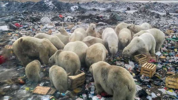 مخلفات طعام البشر تشكل خطراً على الدببة القطبية