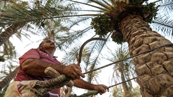 تحدّي في العراق من أجل الحفاظ على النخيل