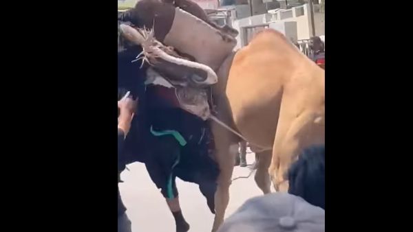 والسيدة عائشة هي  ثالث زوجات الرسول محمد وإحدى أمهات المؤمنين، والتي لم يتزوج امرأة بكرًا غيرها.