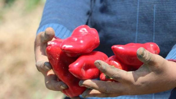 بدء موسم حصاد الفلفل الأحمر بتركيا