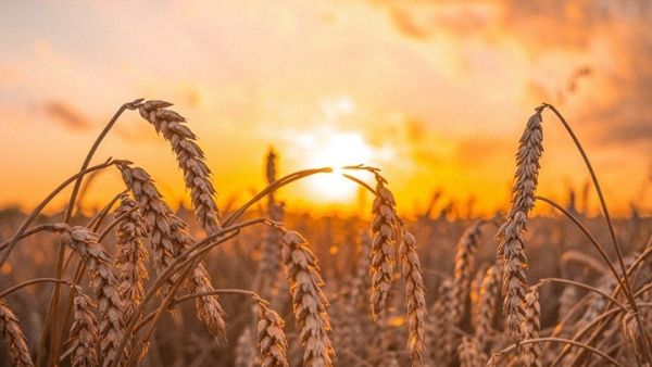 17 سفينة في موانئ اوكرانيا