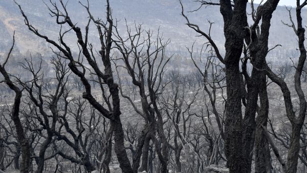 حرائق الجزائر