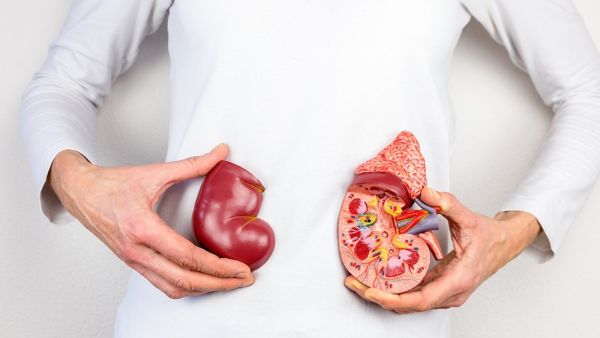 طبيب البوابة: رسائل من الكلى بضرورة زيارة الطبيب طبيب البوابة: رسائل من الكلى بضرورة زيارة الطبيب