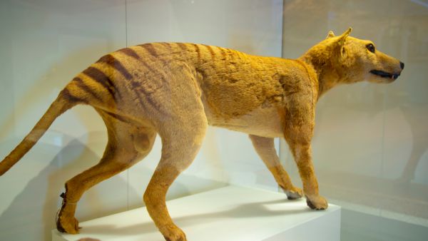 Tasmanian Tiger