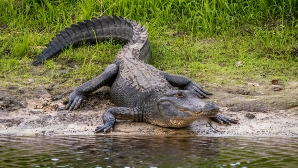 Alligator in Florida 