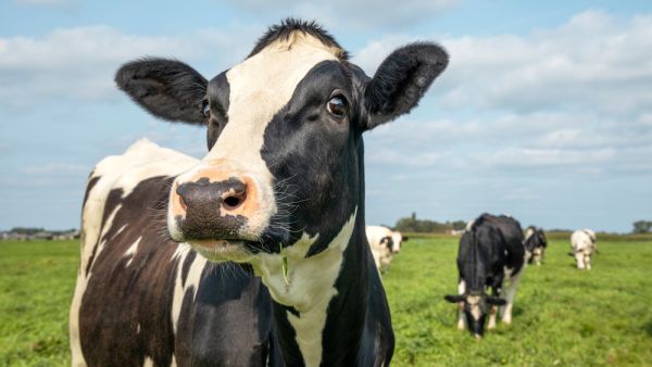Cow Slaughter