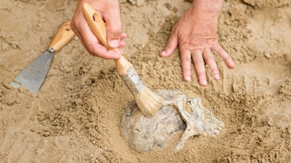 human fossils