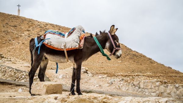 A donkey 