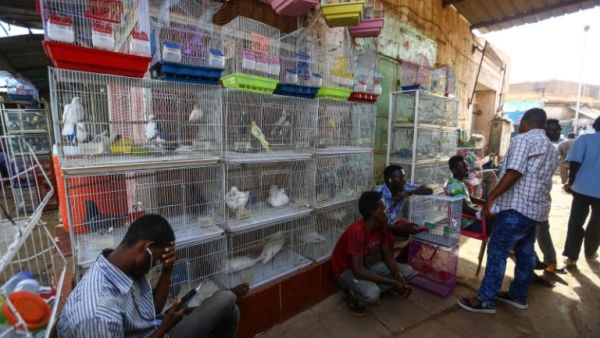 سوق العصافير التاريخي بالسودان.. وجهة عشاق الطيور