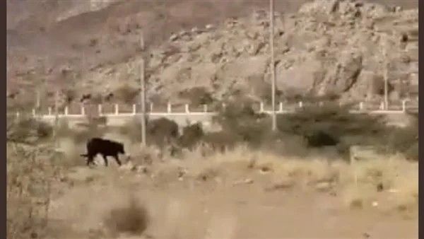 حيوان غريب يثير الذعر في السعودية