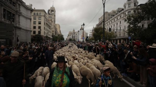 الأغنام تغزو مدريد عاصمة إسبانيا 