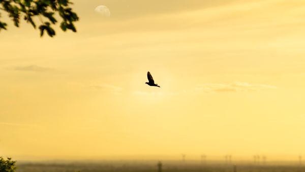 Bird in the sky 