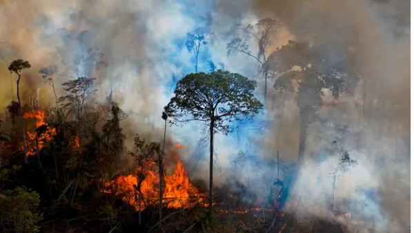 Brazil's rain forests are being destroyed 