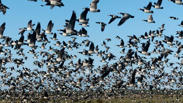 Migratory birds in Estonia 