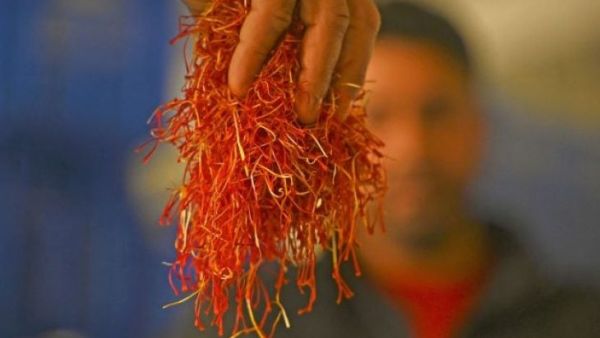 قطف زهور الزعفران في كشمير