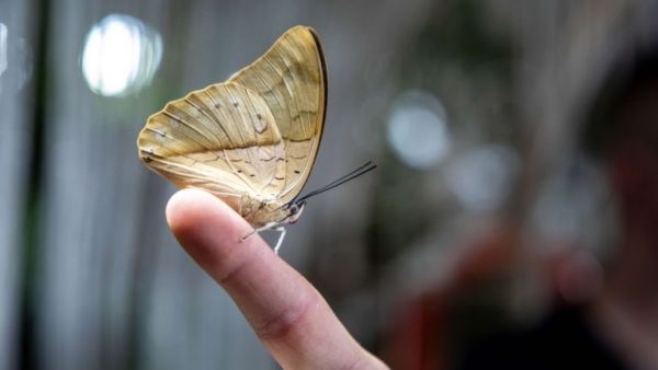 إطلالة على عالم مختلف في حديقة الفراشات بدبي