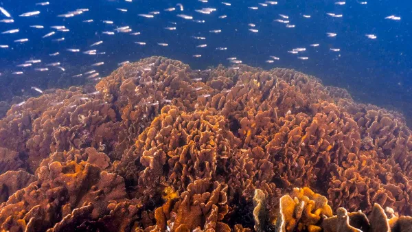 ADQ and Archireef drive innovative solutions to restore Abu Dhabi marine biodiversity