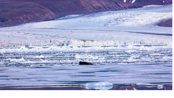 Greenland's thinning ice 